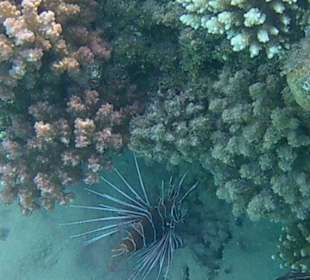 Schnorcheln Makadi Bay