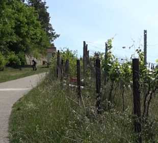 Weinlehrpfad Wurmlingen
