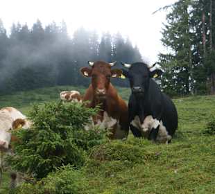 Wandern Mühlbach