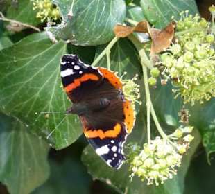 Im Altstadtpark von Sirmione