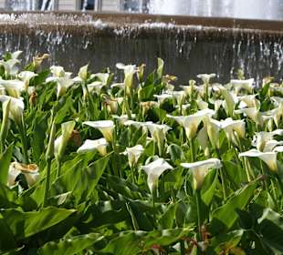 Tolle Blumen am Platz