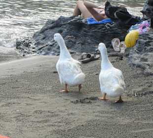 Plaża Bali
