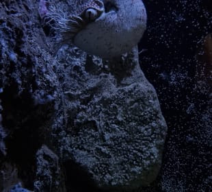 Nautilus 