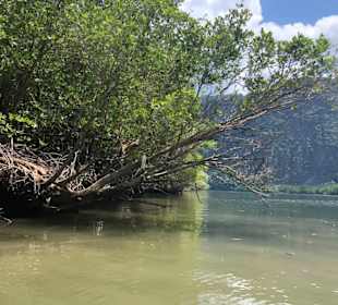Mangroven 