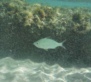 Fisch im seichten Wasser