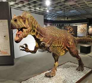 In der Abteilung der Dinosaurier