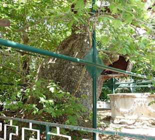 Wyspa Kos  zadziwia swoją wyjątkowością