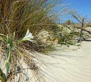 Impressionen Elafonisi