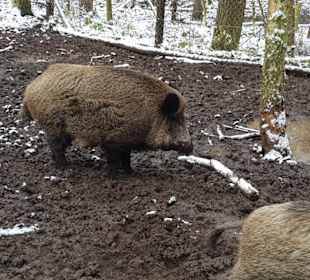 Der Eber im Bild Prachtbursch