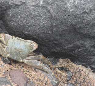 Bewohner von Playa de la Rajita