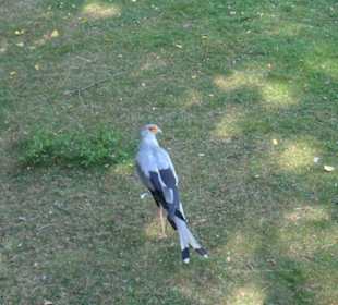 Птица почтальен