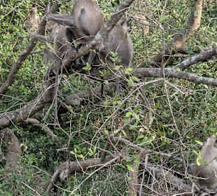 Yala National Park 