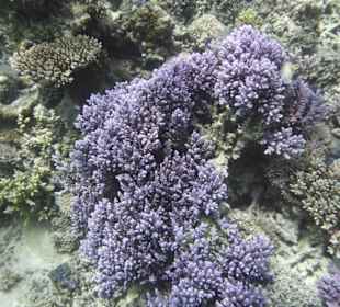 Schöne Korallenriffe 