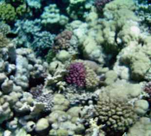 Schnorcheln am Hotelriff