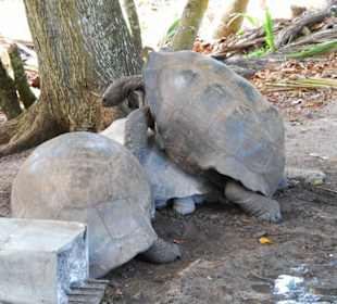Schildkrötenpaarung