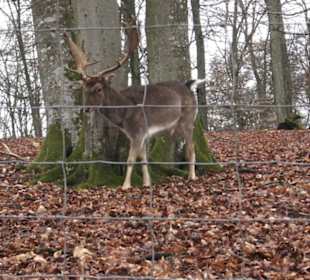 Wildpark Eichert