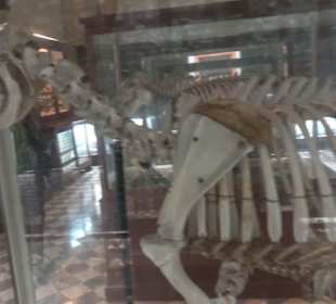 Ghar Dalam Cave & Museum