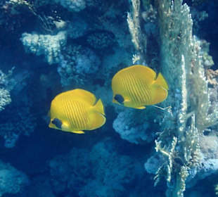 Meeresbewohner vom Riff Hotel Iberotel Coraya Beach