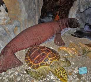 Rundgang durch das Museo della Foca Monaca