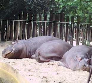 Hippos