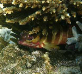 Schnorcheln auf Koh Phangan