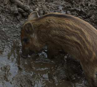 Naturwildpark Granat