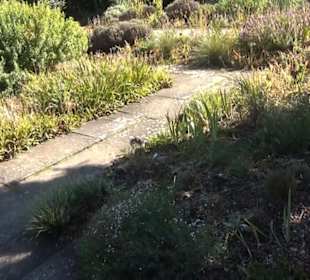 Irisgarten - Berggarten