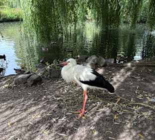 Irrland Bauernhof-Erlebnisoase