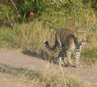 Wilde Tiere