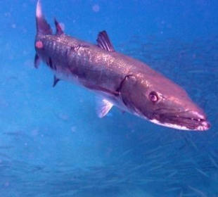 Der Urvater - Barrakuda