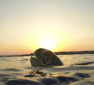 Schnorcheln Marsa Alam