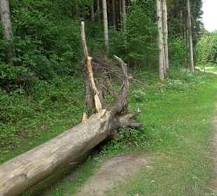 Phäno-Pfad Aichstetten