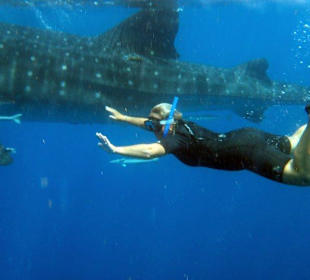 Tour Walhaischwimmen