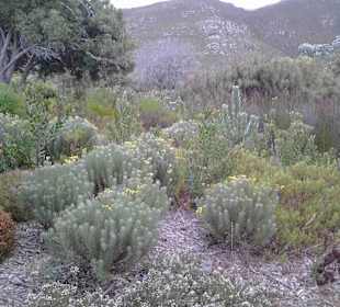 Botanischer Garten Kirstenbosch