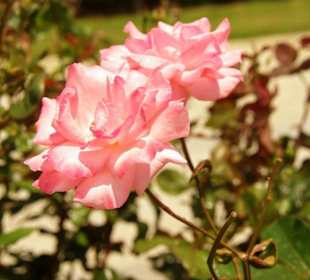 Evrenseki an der Promenade entlang