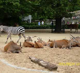 Besuch im Berliner Zoo