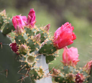 Kakteen in Schloss Trautmannsdorf