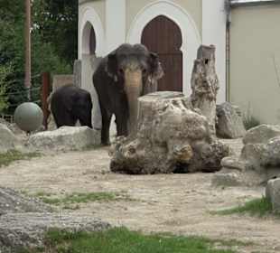 Tierpark Hellabrunn - Reich der Elefanten