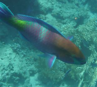 Rostnacken-Papageifisch (40 cm)