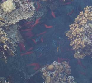 Fische