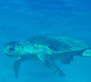 Dorosły żółw Caretta Caretta