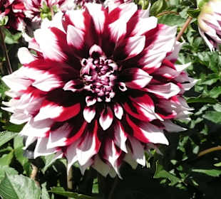 Dahliengarten