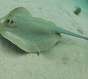 Schnorcheln Marsa Alam