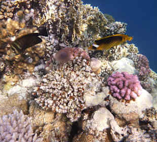 Unter Wasser-das tolle Riff