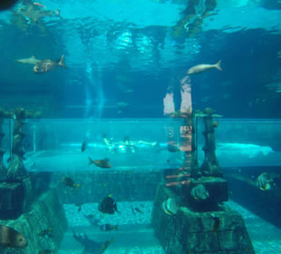 Shark Attack, eine Reifenrutsche durchs Aquarium