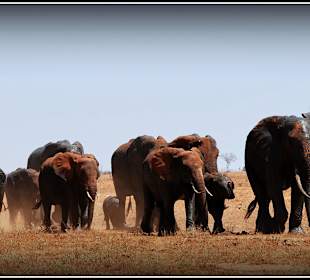 Tsavo - piękna dzika rodzina 