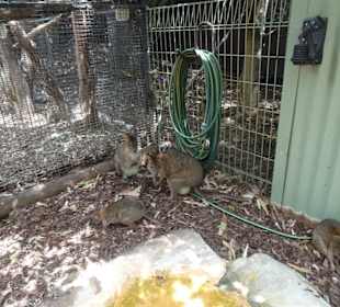 Stadtrundgang Sydney