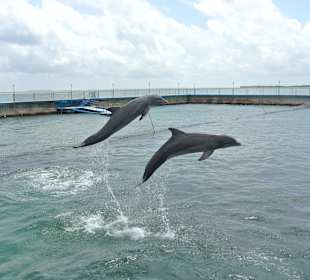 Delfinarium Cayo Blanco