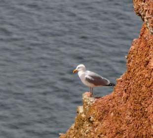 "Kleine Möwe" auf Helgoland