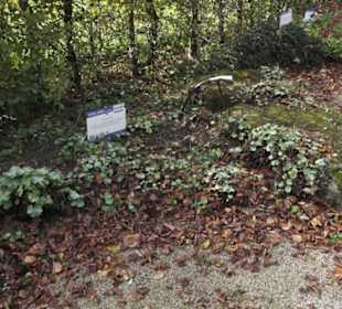 Kneipp`scher Sinnesgarten